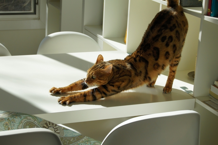katze dehnen